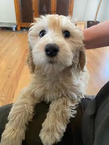 Upcoming Litters! - Photo 3