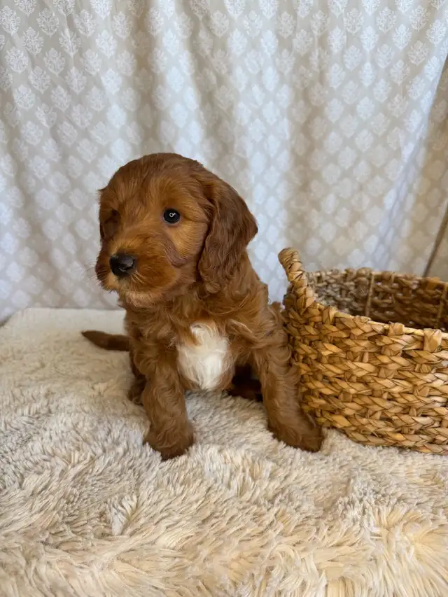 Upcoming Litters! - Photo 4
