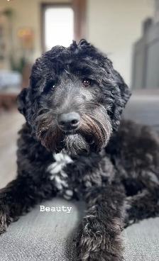 Upcoming Litters! - Photo 5