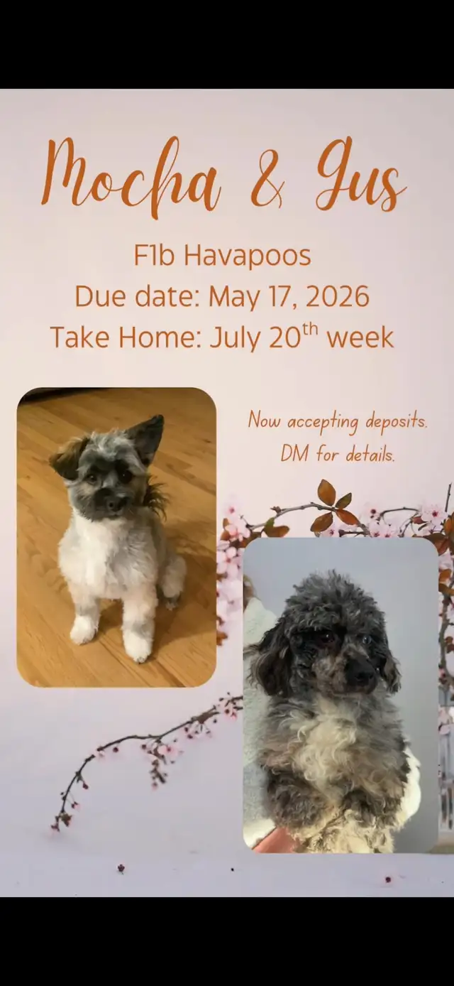 Upcoming Litters! - Photo 6