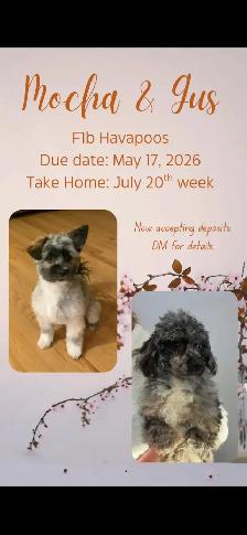 Upcoming Litters! - Photo 6