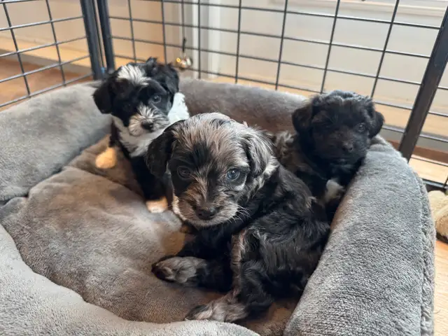 Upcoming Litters! - Photo 7