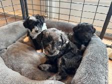 Upcoming Litters! - Photo 7