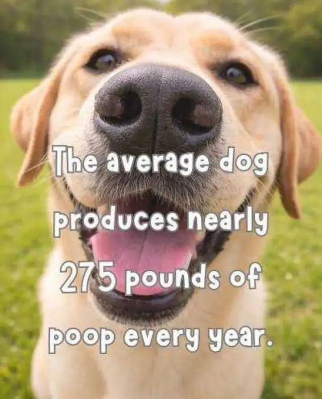 THEY POOP  WE SCOOP ! - Photo 2