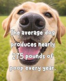 THEY POOP  WE SCOOP ! - Photo 2