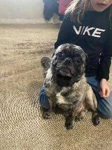 lovable pug