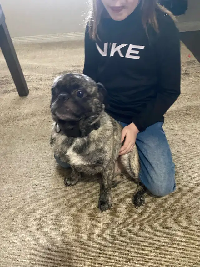 lovable pug - Photo 2
