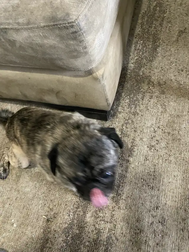 lovable pug - Photo 3