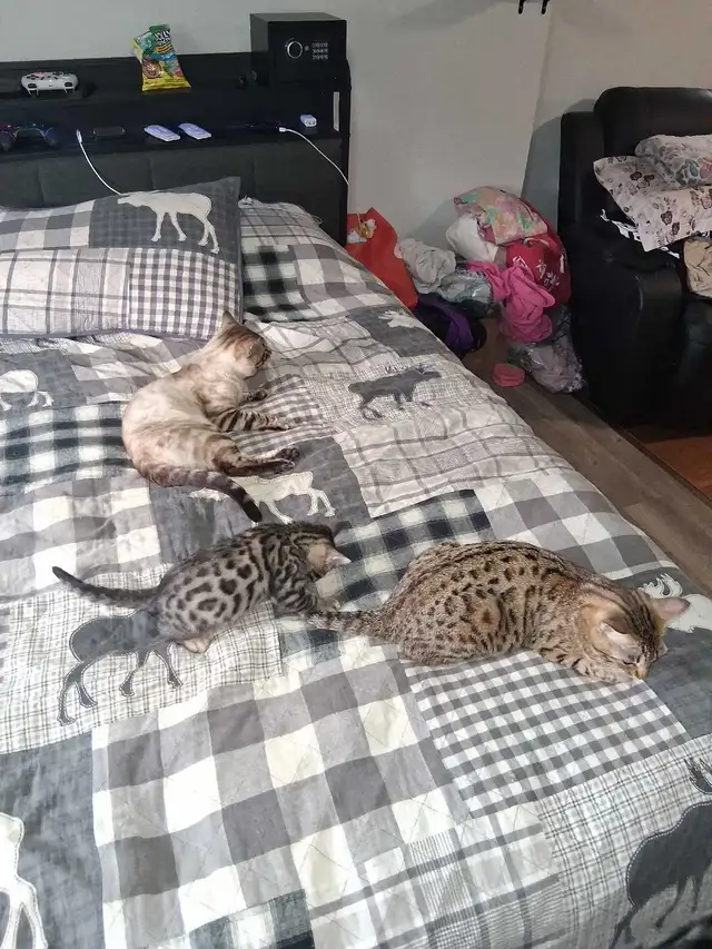 Bengal Kitten - Photo 2