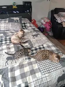 Bengal Kitten - Photo 2