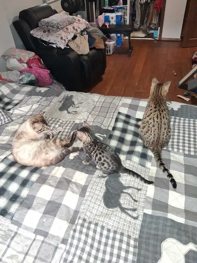 Bengal Kitten - Photo 5