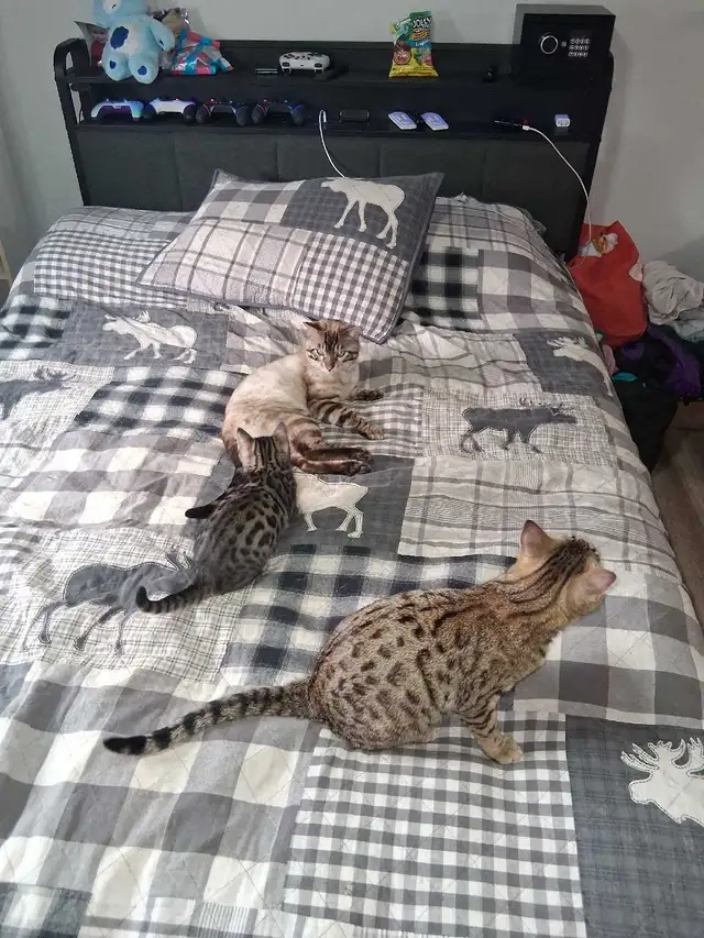 Bengal Kitten - Photo 6