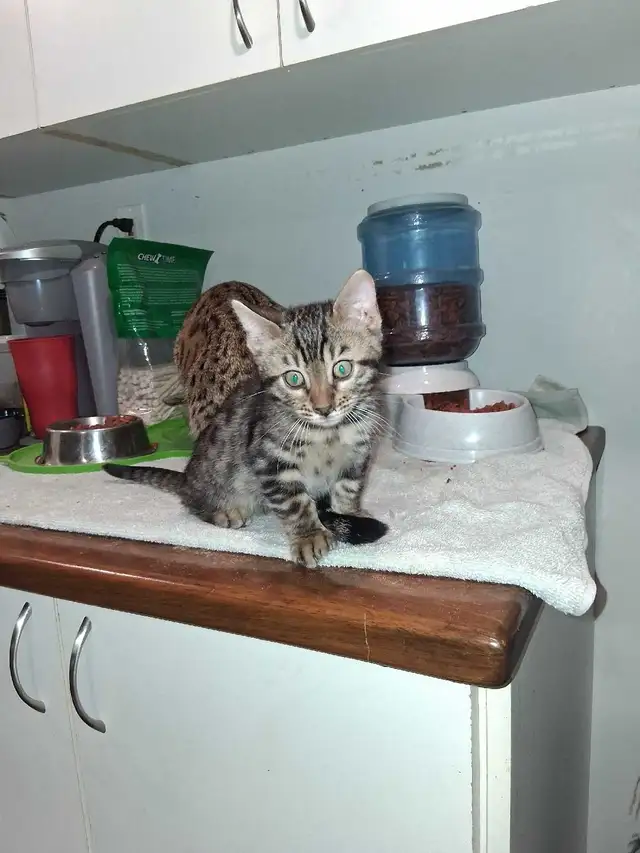 Bengal Kitten - Photo 7