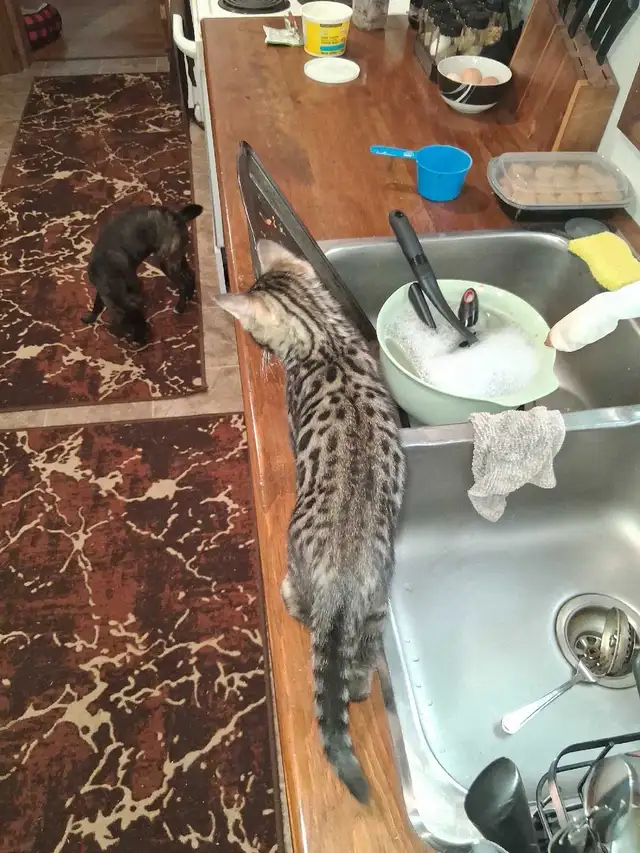 Bengal Kitten - Photo 8