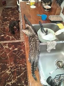 Bengal Kitten - Photo 8