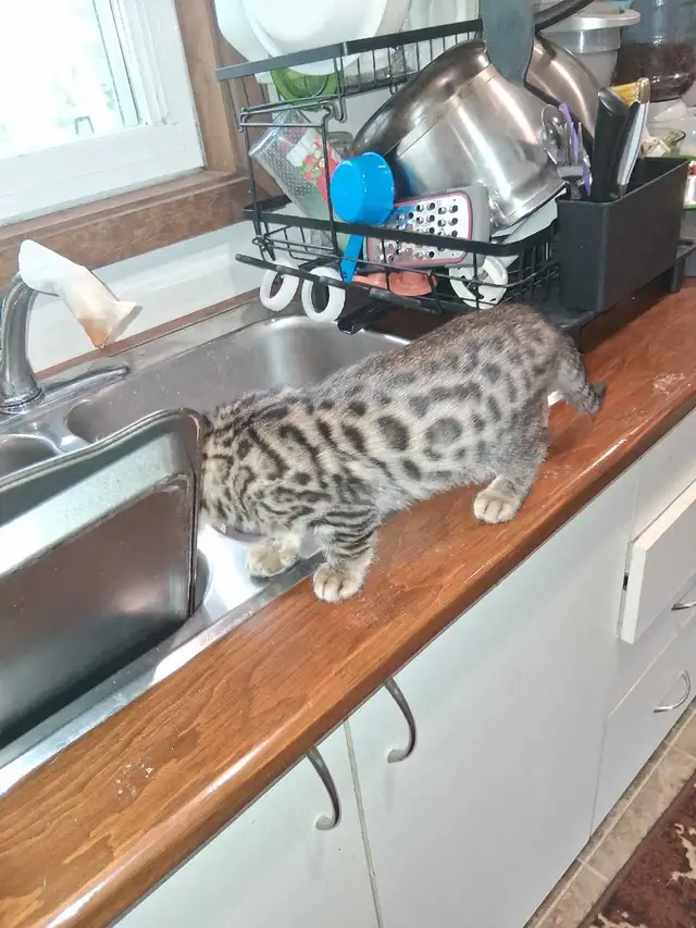 Bengal Kitten - Photo 9