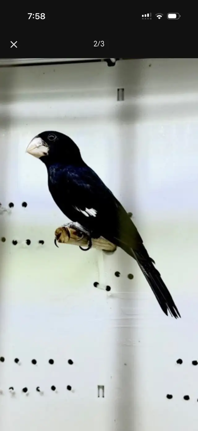 TWA TWA ( Bicodo) - Photo 3