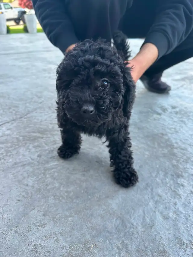 Dark Coloured Mini Poodle