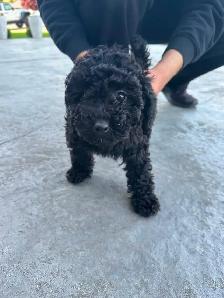 Dark Coloured Mini Poodle