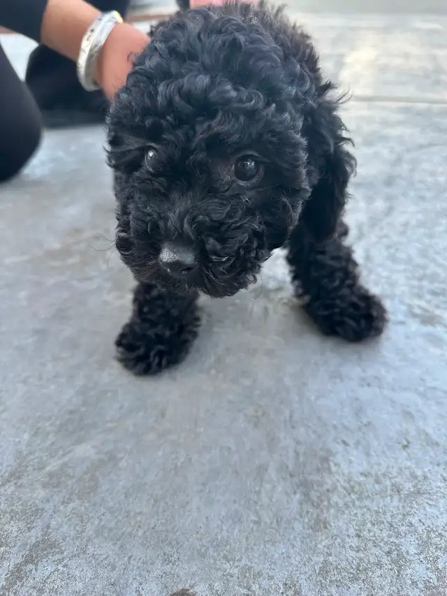 Dark Coloured Mini Poodle - Photo 2