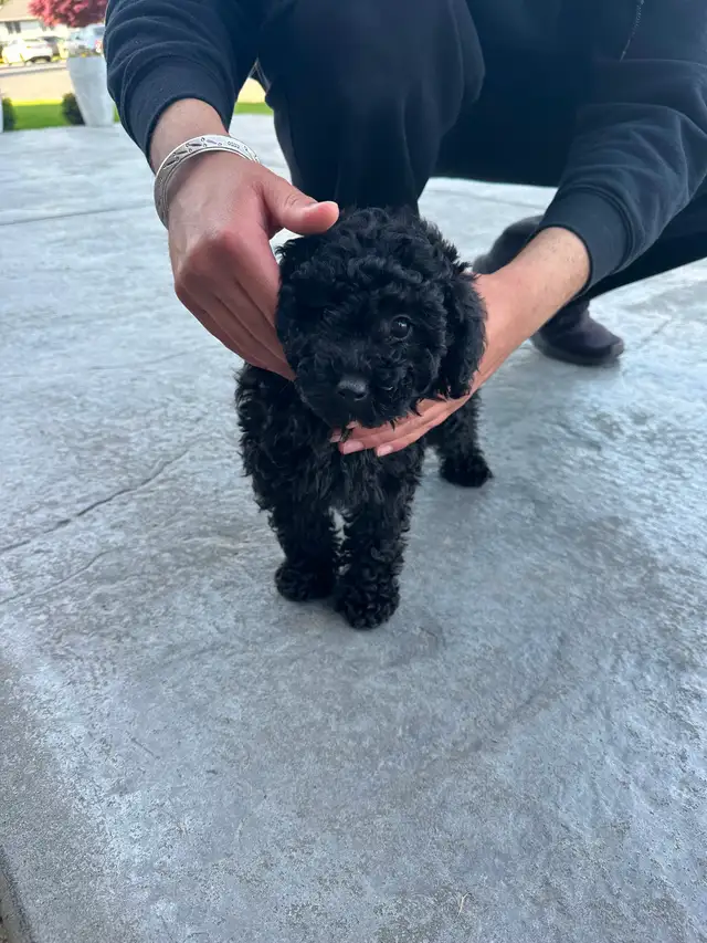 Dark Coloured Mini Poodle - Photo 3