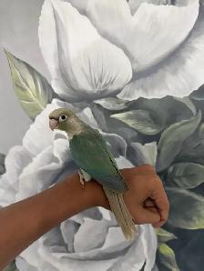Baby Turquoise Conure