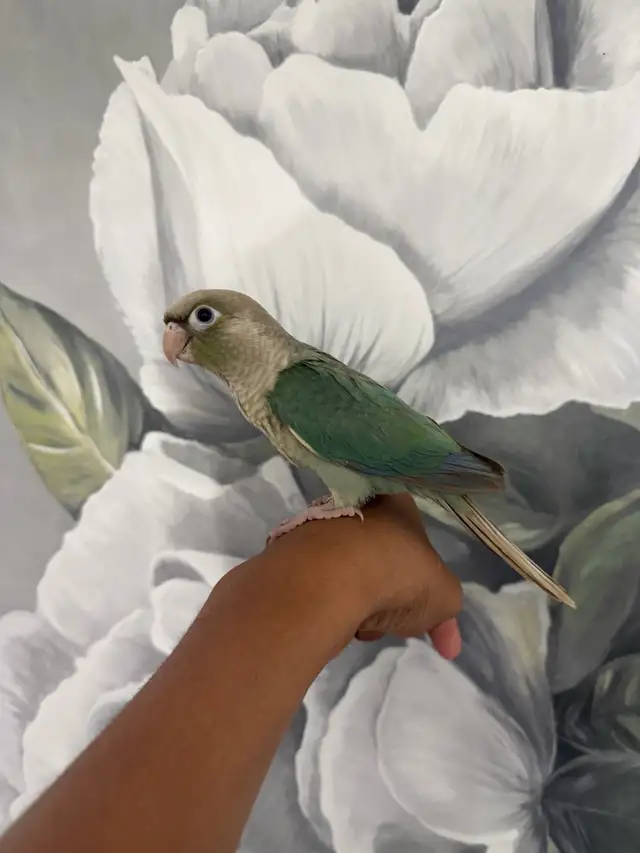 Baby Turquoise Conure - Photo 2