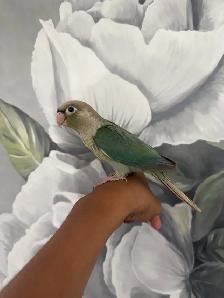 Baby Turquoise Conure - Photo 2