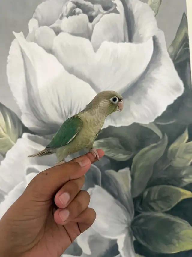 Baby Turquoise Conure - Photo 3