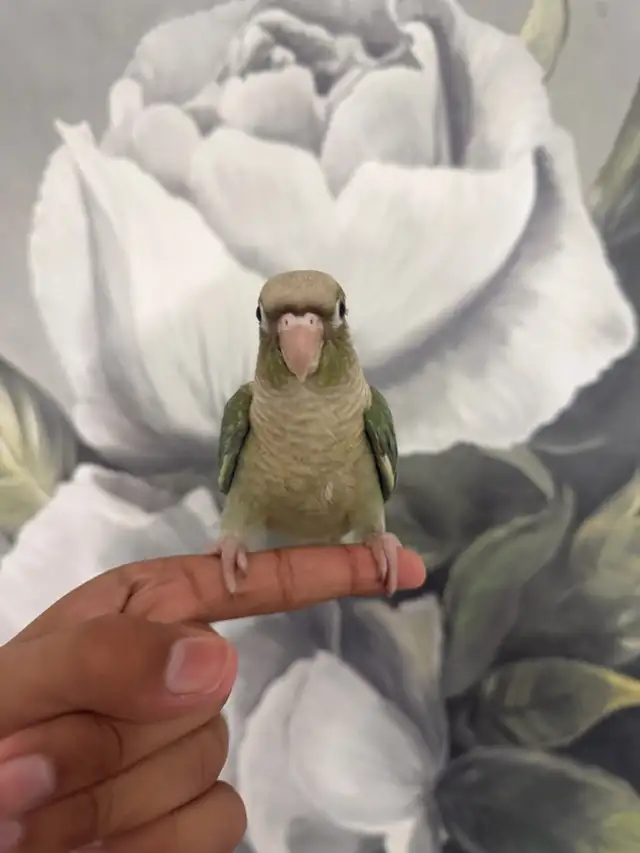 Baby Turquoise Conure - Photo 4