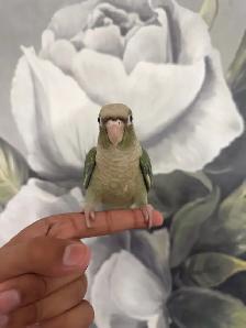 Baby Turquoise Conure - Photo 4