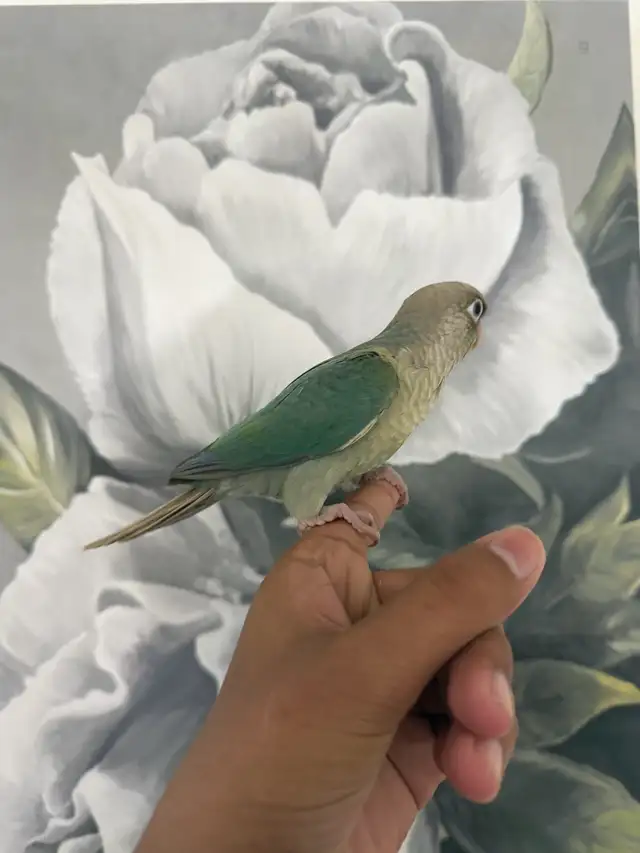Baby Turquoise Conure - Photo 5