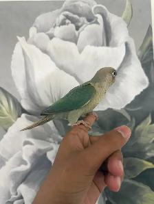 Baby Turquoise Conure - Photo 5