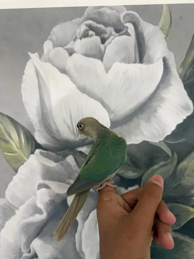 Baby Turquoise Conure - Photo 6
