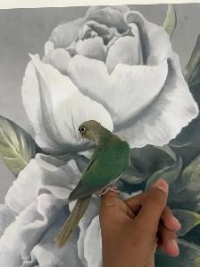 Baby Turquoise Conure - Photo 6
