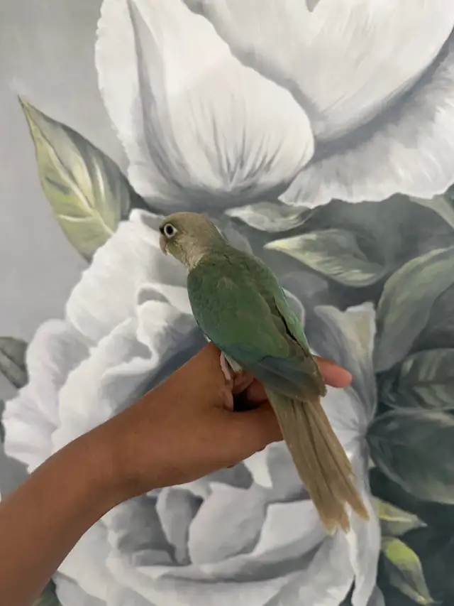 Baby Turquoise Conure - Photo 7