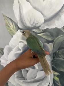 Baby Turquoise Conure - Photo 7