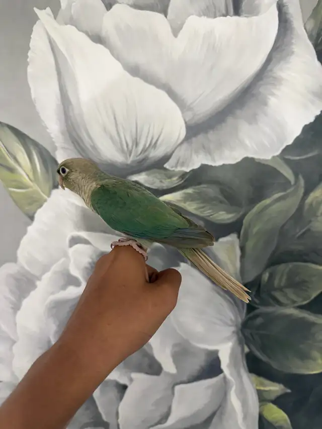 Baby Turquoise Conure - Photo 8