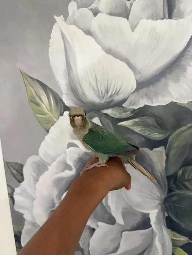 Baby Turquoise Conure - Photo 9