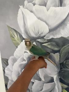 Baby Turquoise Conure - Photo 9