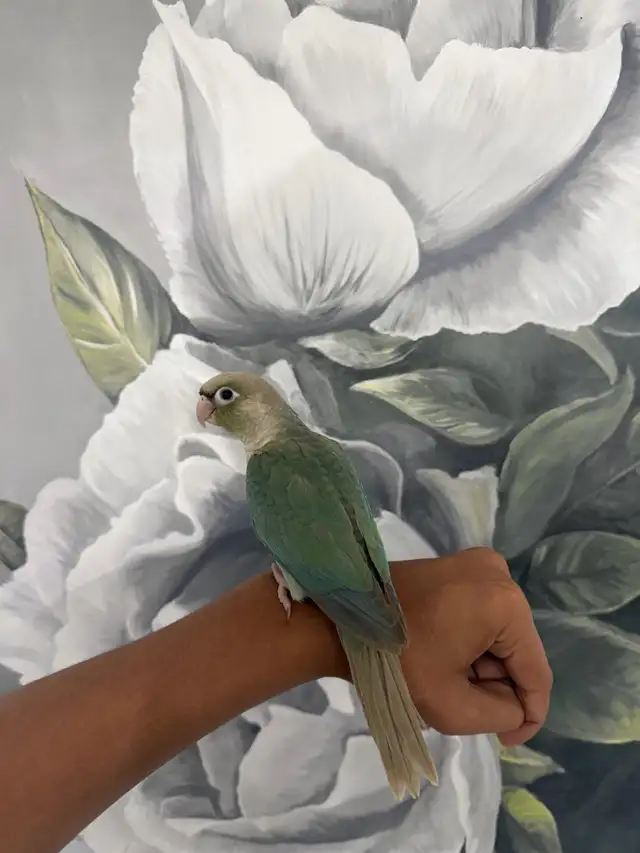 Baby Turquoise Conure - Photo 10