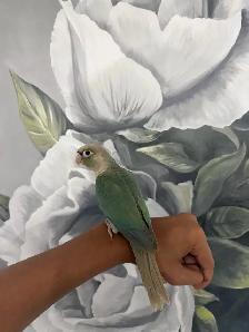 Baby Turquoise Conure - Photo 10