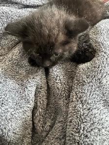 chaton angora sont prêts à partir 819-230-4909 - Photo 2