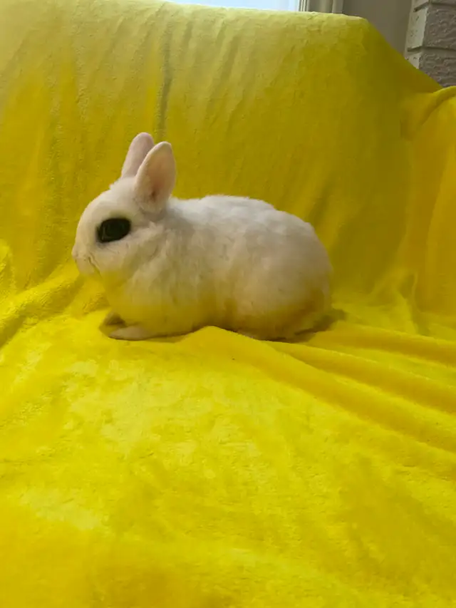Mini hottot