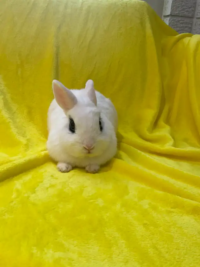 Mini hottot - Photo 3