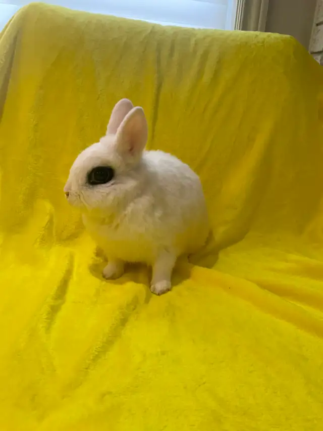 Mini hottot - Photo 4