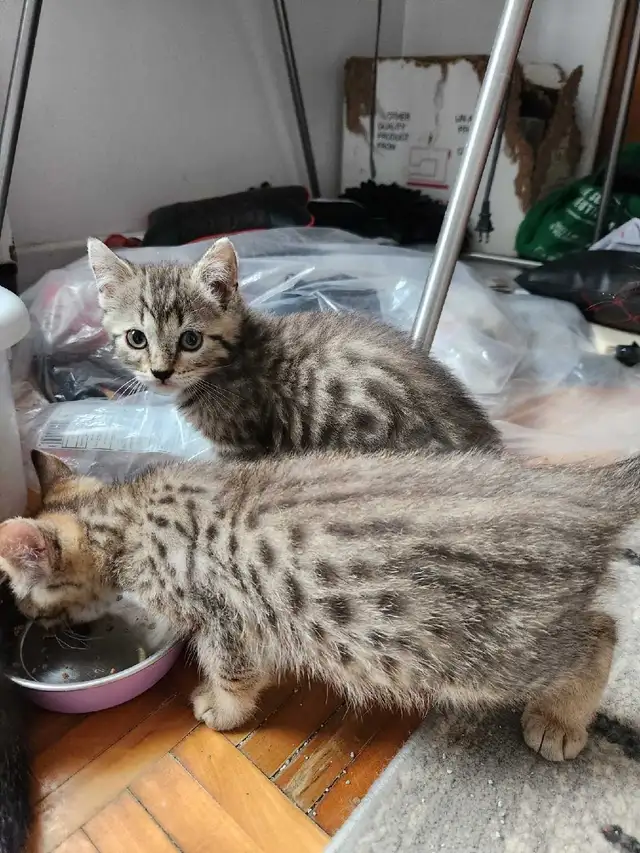 Chatons à vendre Mix Bengals !