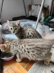 Chatons à vendre Mix Bengals !