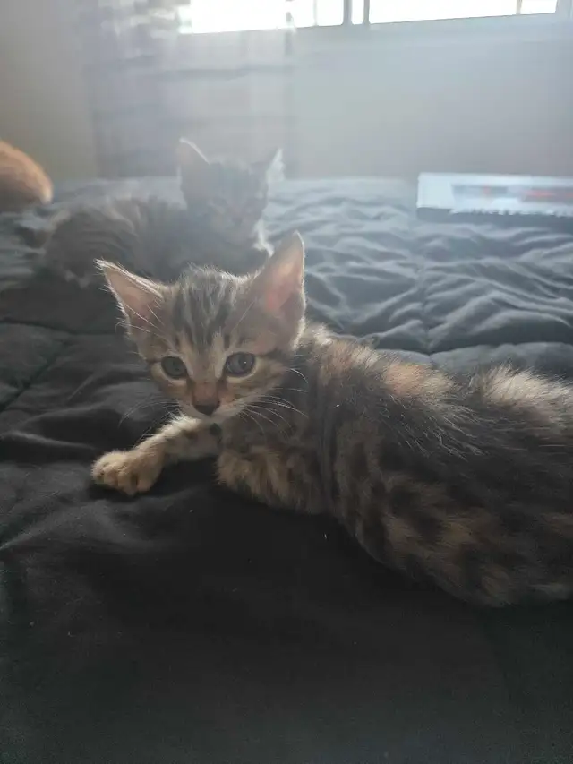 Chatons à vendre Mix Bengals ! - Photo 4