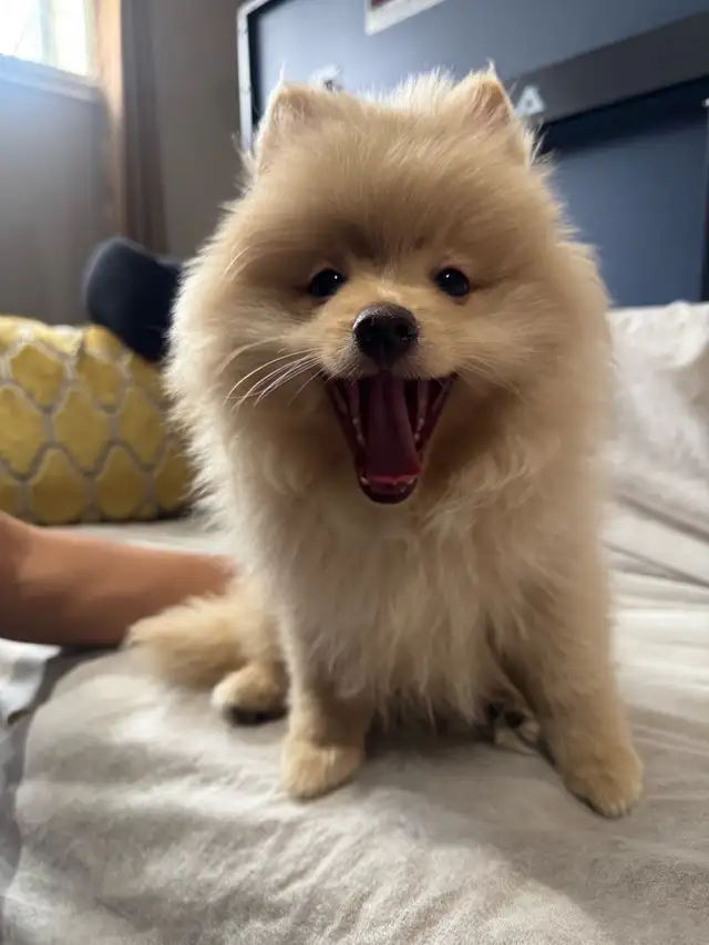 Pomeranian